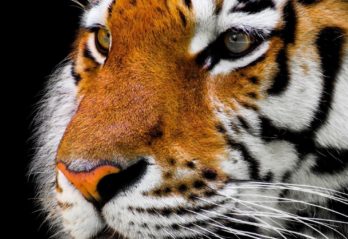 københavn zoo dyr